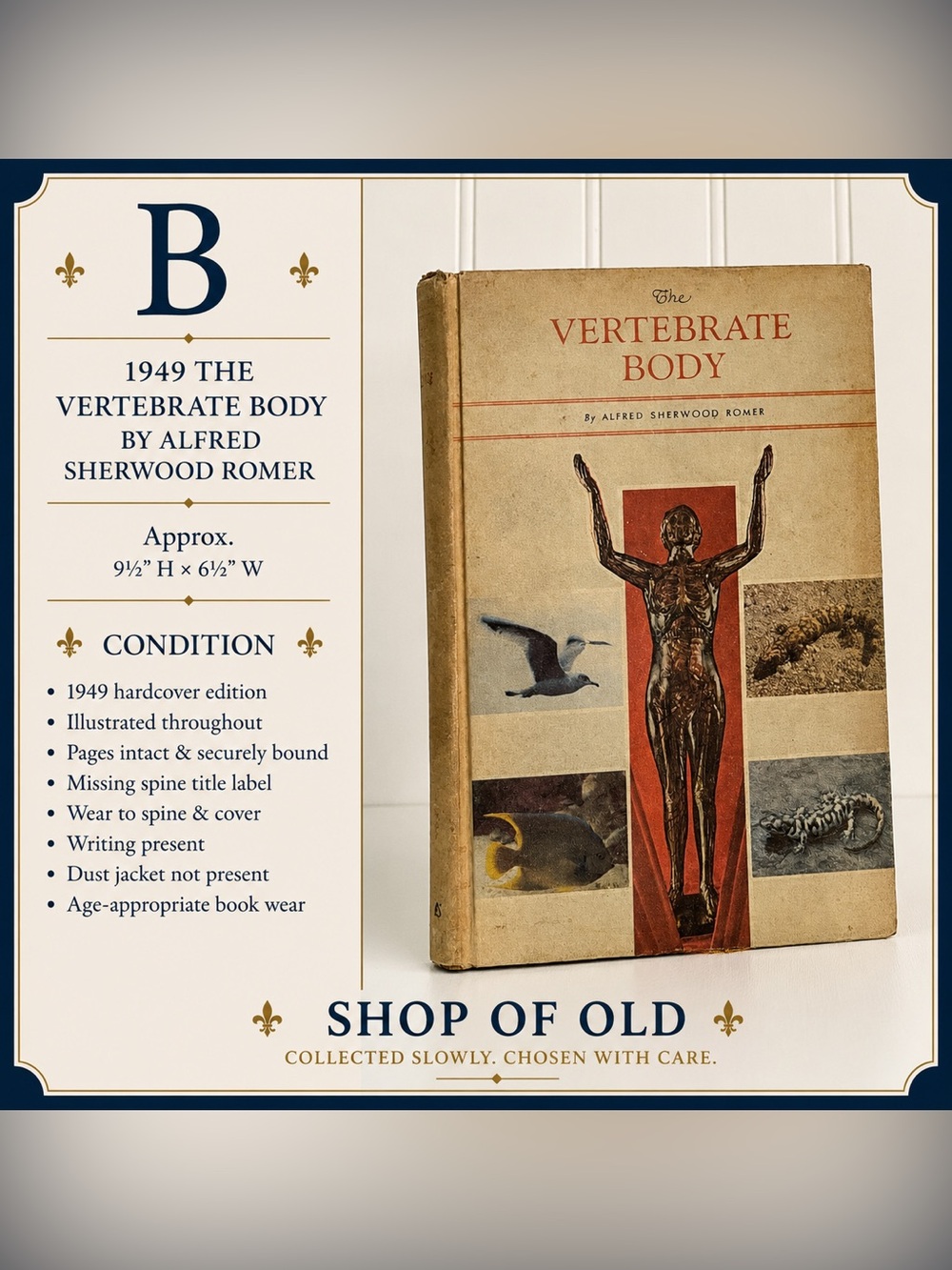 1949 The Vertebrate Body by Alfred Sherwood Romer